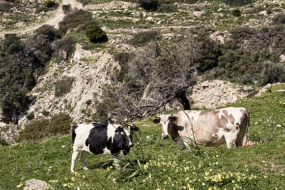 drz-ios island_DRZ2215