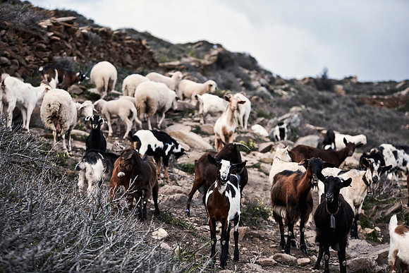 drz-ios island_Q1A5961