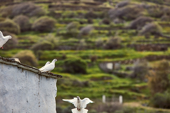 drz-tinos__Q1A0952