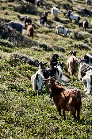 drz-ios island_Q1A6165