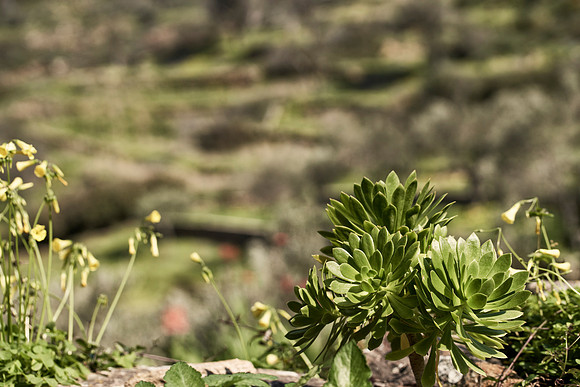 drz-ios island_DRZ2136