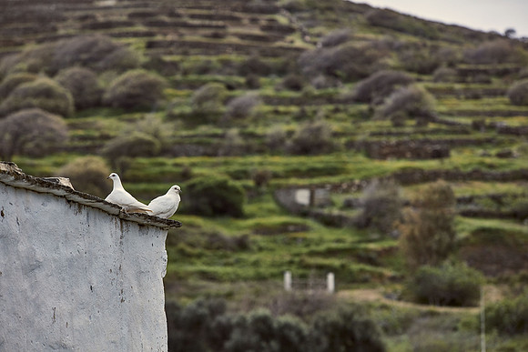 drz-tinos__Q1A0955